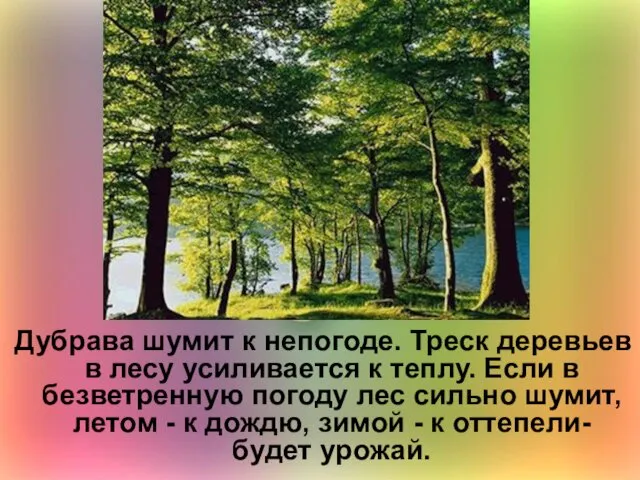 Дубрава шумит к непогоде. Треск деревьев в лесу усиливается к