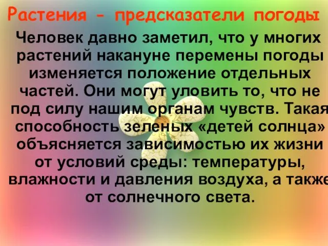 Растения - предсказатели погоды Человек давно заметил, что у многих