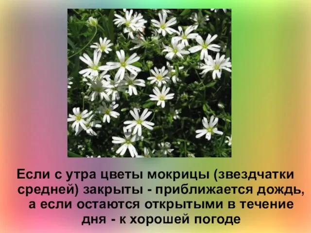 Если с утра цветы мокрицы (звездчатки средней) закрыты - приближается