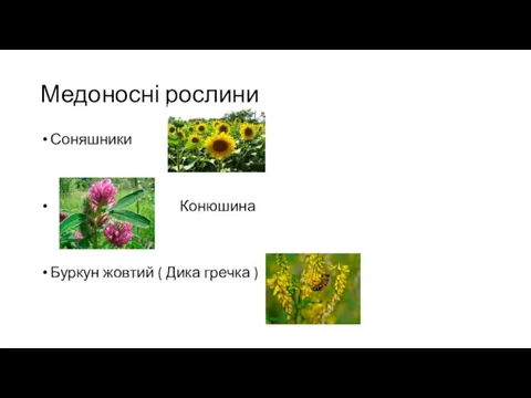 Медоносні рослини Соняшники Конюшина Буркун жовтий ( Дика гречка )