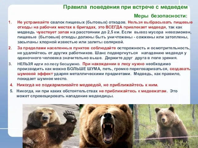 Правила поведения при встрече с медведем Меры безопасности: Не устраивайте