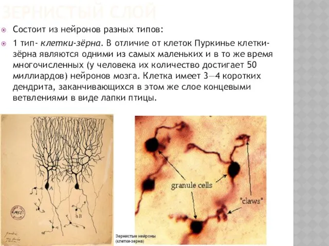 ЗЕРНИСТЫЙ СЛОЙ Состоит из нейронов разных типов: 1 тип- клетки-зёрна. В отличие от