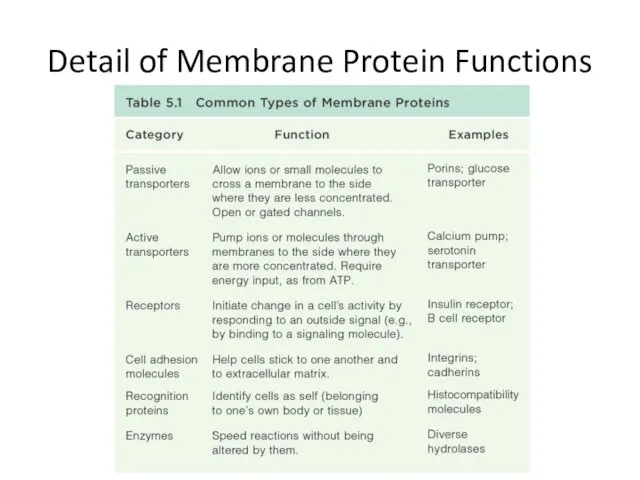 Detail of Membrane Protein Functions