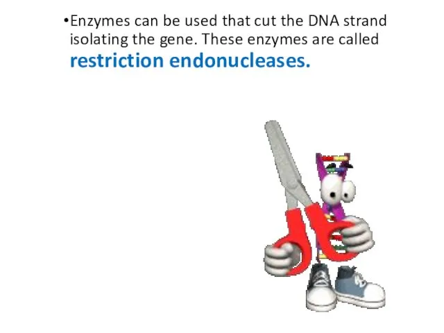 Enzymes can be used that cut the DNA strand isolating the gene. These