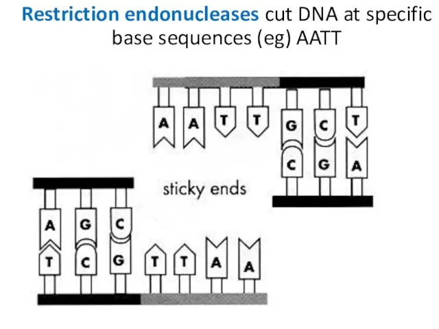 Restriction endonucleases cut DNA at specific base sequences (eg) AATT