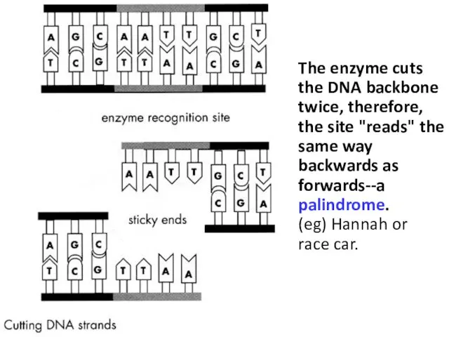 The enzyme cuts the DNA backbone twice, therefore, the site "reads" the same