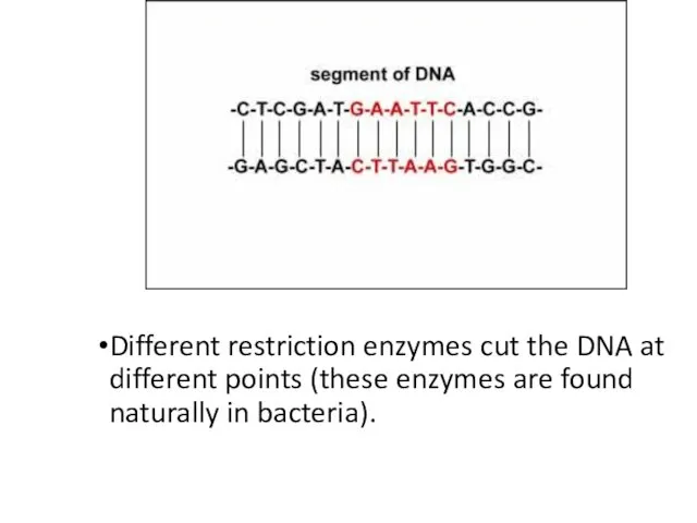 Different restriction enzymes cut the DNA at different points (these enzymes are found naturally in bacteria).