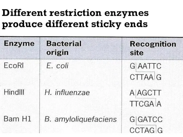 Different restriction enzymes produce different sticky ends