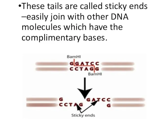 These tails are called sticky ends –easily join with other DNA molecules which