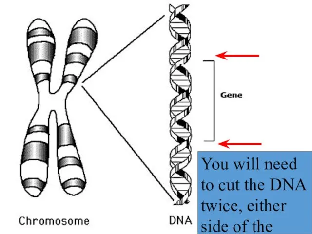 You will need to cut the DNA twice, either side of the gene.