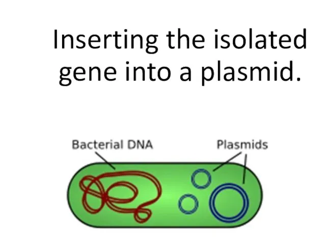 Inserting the isolated gene into a plasmid.