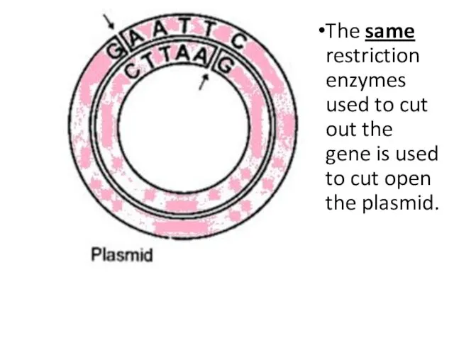 The same restriction enzymes used to cut out the gene is used to