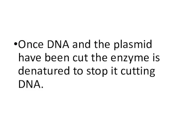 Once DNA and the plasmid have been cut the enzyme is denatured to