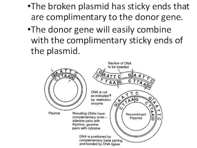 The broken plasmid has sticky ends that are complimentary to the donor gene.