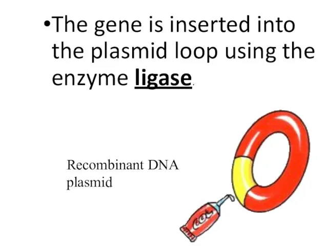 The gene is inserted into the plasmid loop using the enzyme ligase. Recombinant DNA plasmid