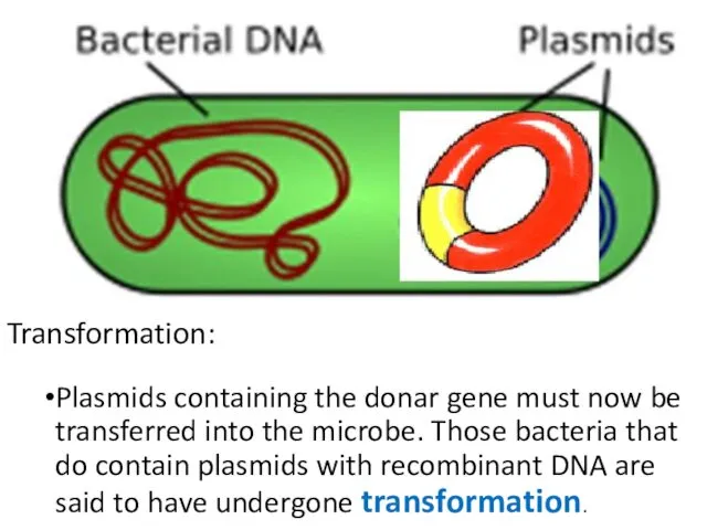 Transformation: Plasmids containing the donar gene must now be transferred into the microbe.