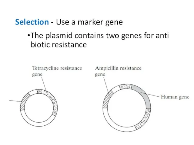 Selection - Use a marker gene The plasmid contains two genes for anti biotic resistance