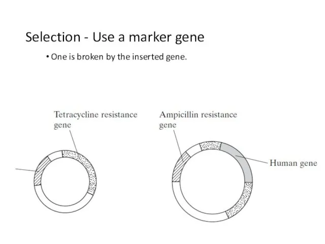 Selection - Use a marker gene One is broken by the inserted gene.