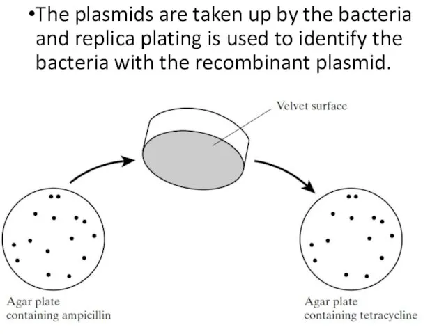 The plasmids are taken up by the bacteria and replica plating is used
