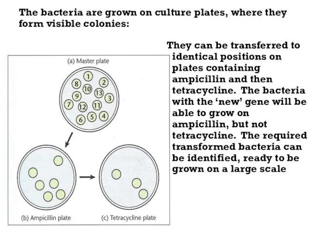 The bacteria are grown on culture plates, where they form visible colonies: They