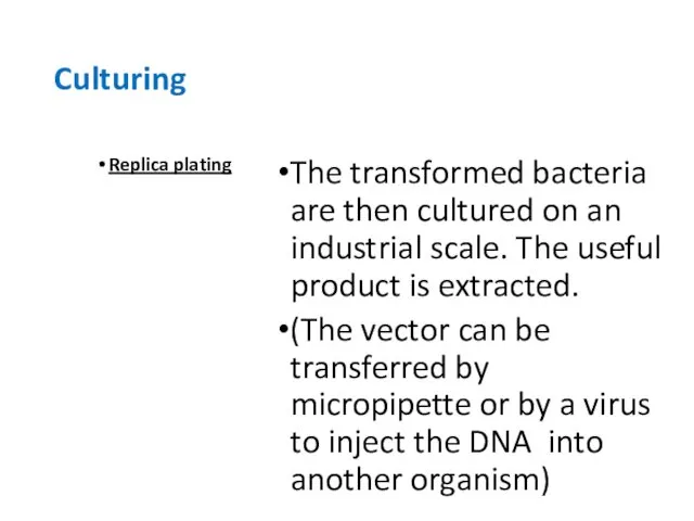 Culturing Replica plating The transformed bacteria are then cultured on an industrial scale.