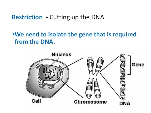Restriction - Cutting up the DNA We need to isolate the gene that