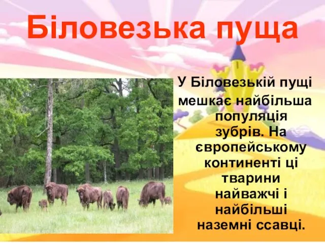 Біловезька пуща У Біловезькій пущі мешкає найбільша популяція зубрів. На європейському континенті ці
