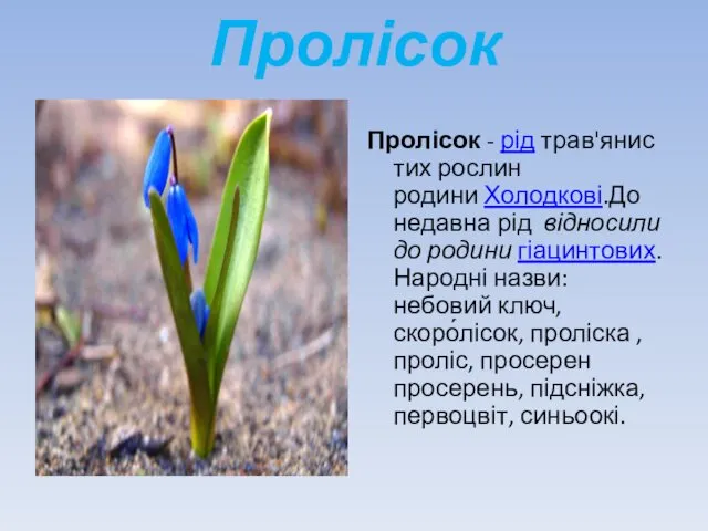 Пролісок Пролісок - рід трав'янистих рослин родини Холодкові.До недавна рід