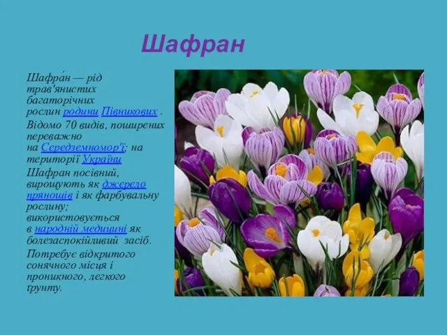 Шафра́н — рід трав'янистих багаторічних рослин родини Півникових . Відомо