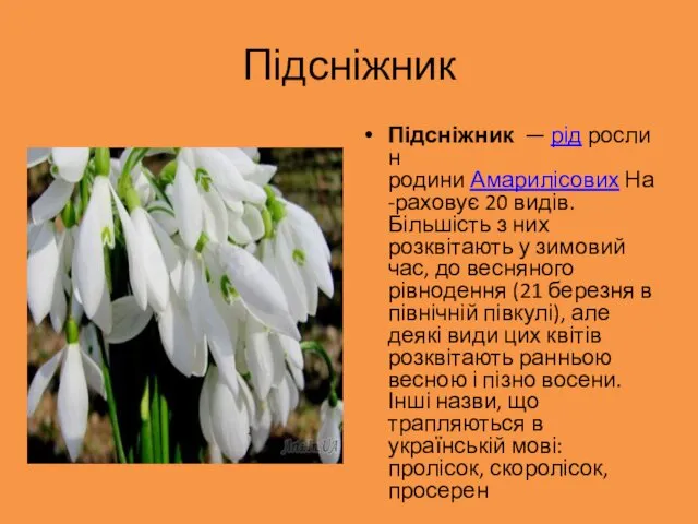 Підсніжник Підсніжник — рід рослин родини Амарилісових На-раховує 20 видів.