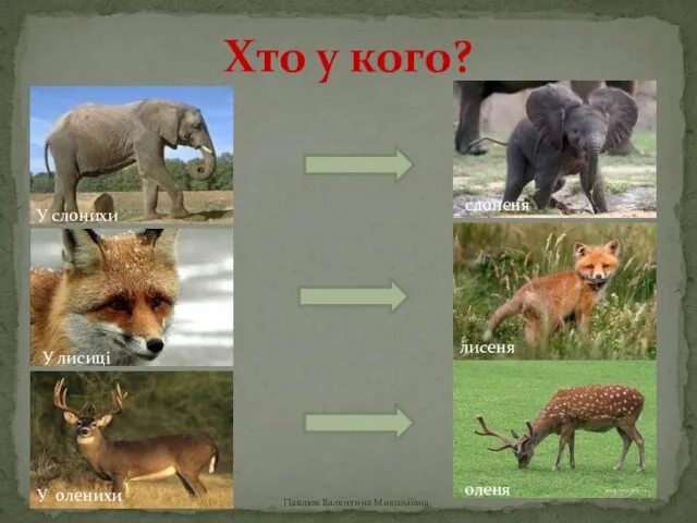 Павлюк Валентина Миколаївна Хто у кого? У слонихи слоненя У лисиці лисеня У оленихи оленя