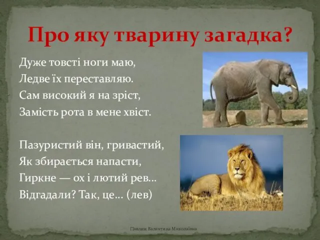 Дуже товсті ноги маю, Ледве їх переставляю. Сам високий я на зріст, Замість