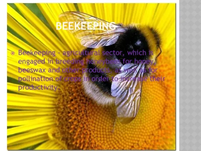 BEEKEEPING Beekeeping - agricultural sector, which is engaged in breeding honeybees for honey,
