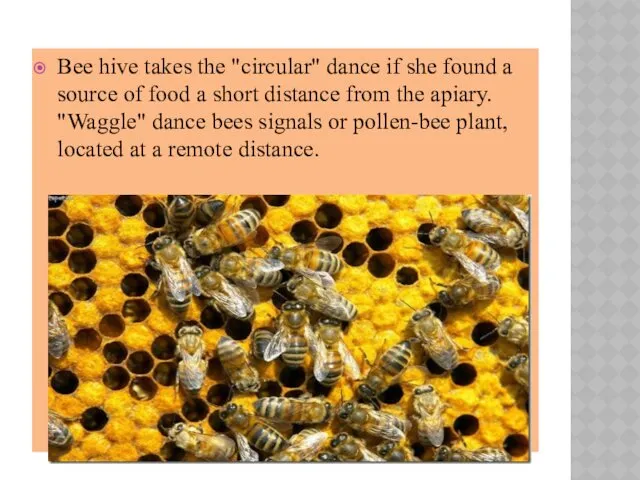 Bee hive takes the "circular" dance if she found a source of food