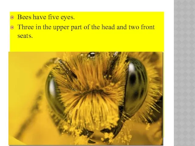 Bees have five eyes. Three in the upper part of the head and two front seats.