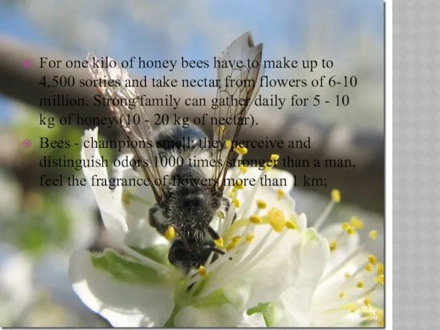 For one kilo of honey bees have to make up to 4,500 sorties