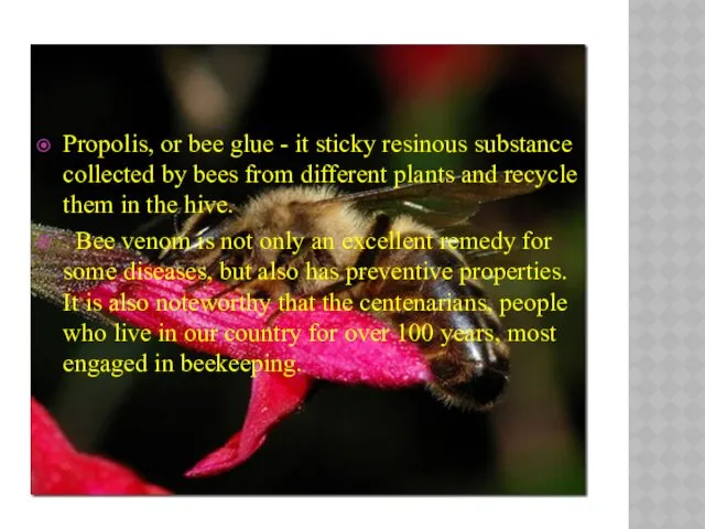 Propolis, or bee glue - it sticky resinous substance collected by bees from