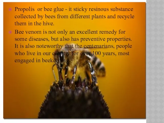 Propolis or bee glue - it sticky resinous substance collected