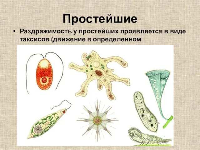 Простейшие Раздражимость у простейших проявляется в виде таксисов (движение в определенном направлении).