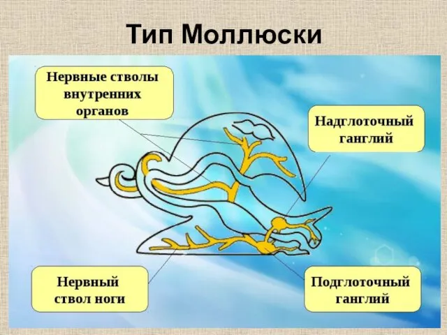 Тип Моллюски