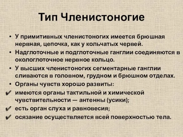 Тип Членистоногие У примитивных членистоногих имеется брюшная нервная, цепочка, как