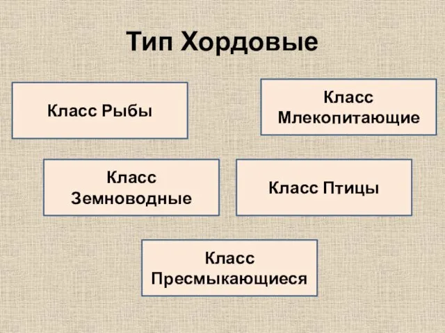 Тип Хордовые Класс Рыбы Класс Земноводные Класс Пресмыкающиеся Класс Птицы Класс Млекопитающие