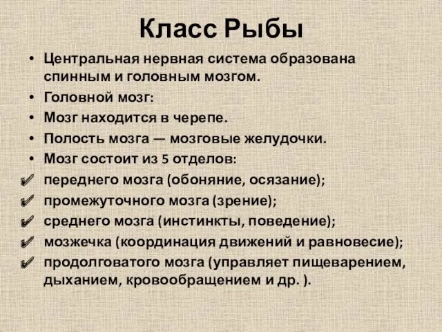 Класс Рыбы Центральная нервная система образована спинным и головным мозгом.