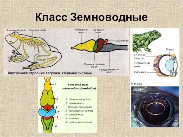 Класс Земноводные