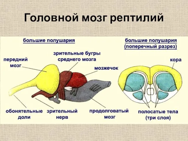 Головной мозг рептилий