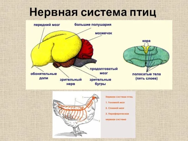 Нервная система птиц