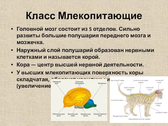 Класс Млекопитающие Головной мозг состоит из 5 отделов. Сильно развиты