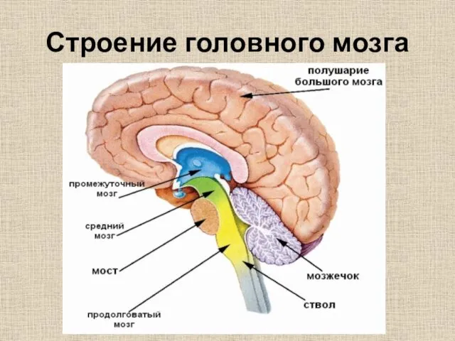 Строение головного мозга