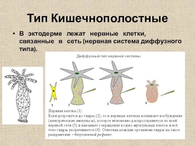 Тип Кишечнополостные В эктодерме лежат нервные клетки, связанные в сеть (нервная система диффузного типа).