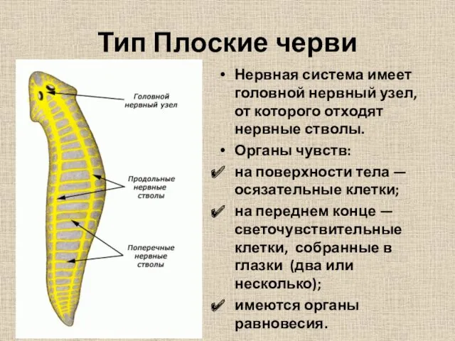 Тип Плоские черви Нервная система имеет головной нервный узел, от